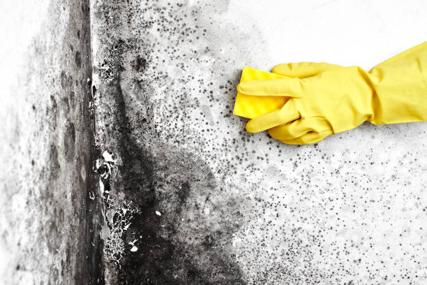 Best Emergency Mold Removal  in Maury, NC