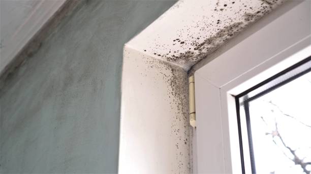 Best Mold Removal and Inspection  in Maury, NC