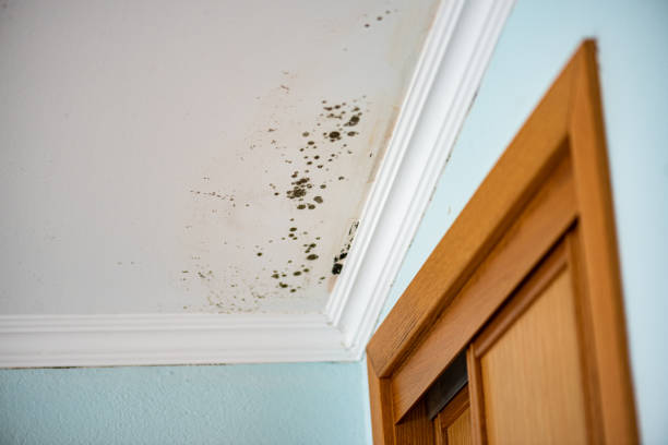 Best Home Mold Removal  in Maury, NC