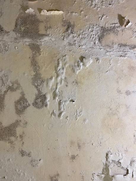 Best Water Damage Restoration  in Maury, NC