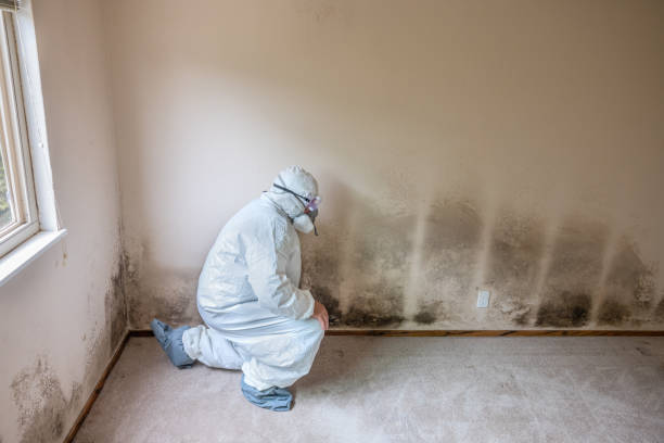 Home Mold Removal in Maury, NC