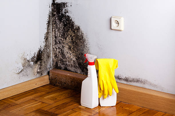 Best Black Mold Removal  in Maury, NC