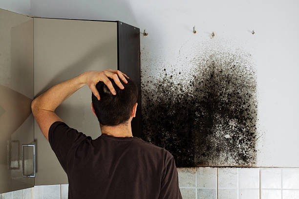 Reliable Maury, NC Mold Removal Solutions