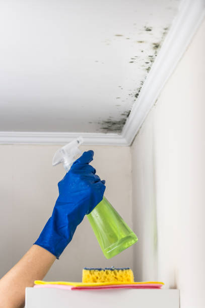 Mold Testing and Removal in Maury, NC